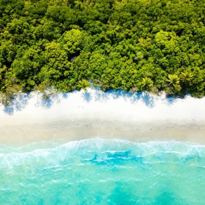 Overhead image of trees reaching shoreline of sandy beach.